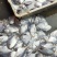 海鲳鱼银鲳鱼海鲜海产品批发零售都有价格公道
