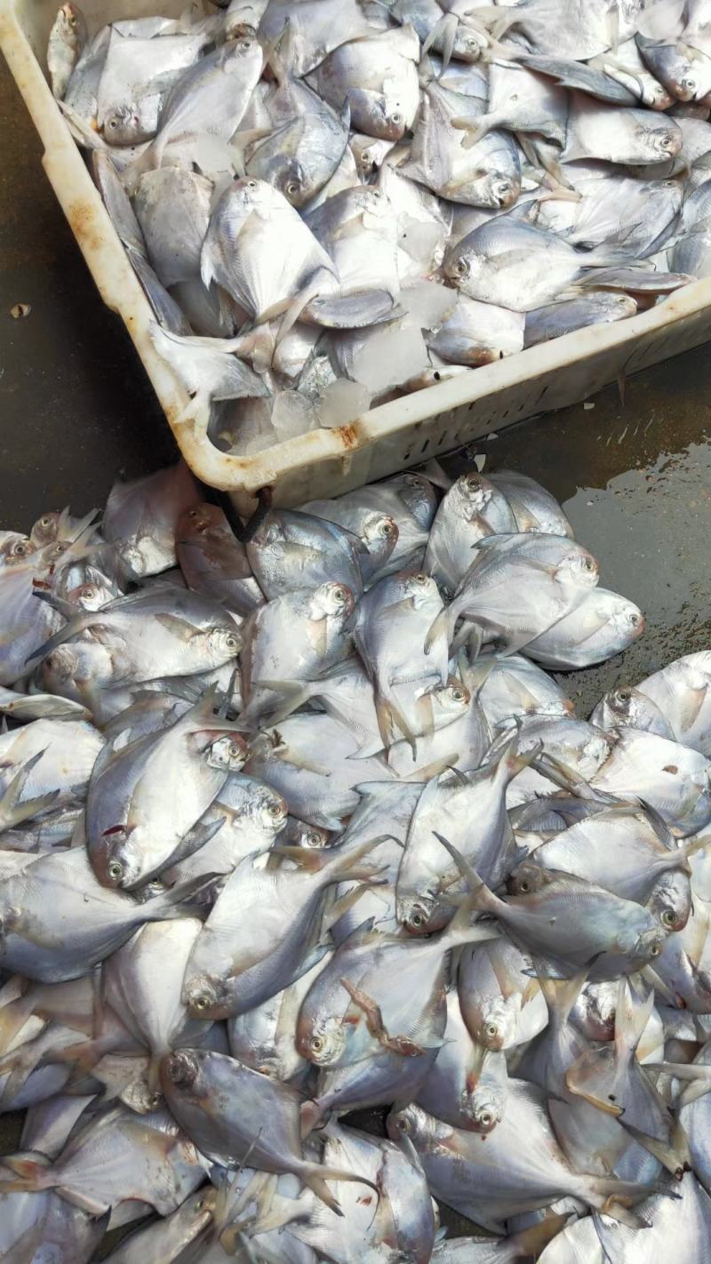 海鲳鱼银鲳鱼海鲜海产品批发零售都有价格公道