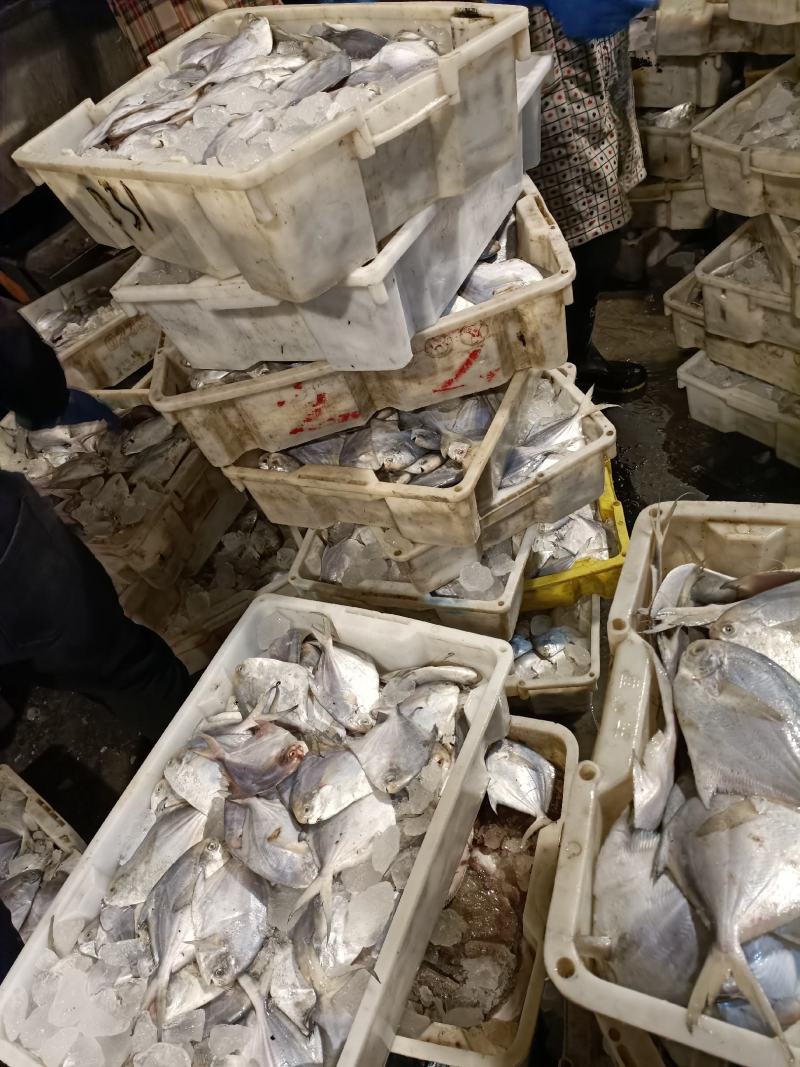 海鲳鱼银鲳鱼海鲜海产品批发零售都有价格公道