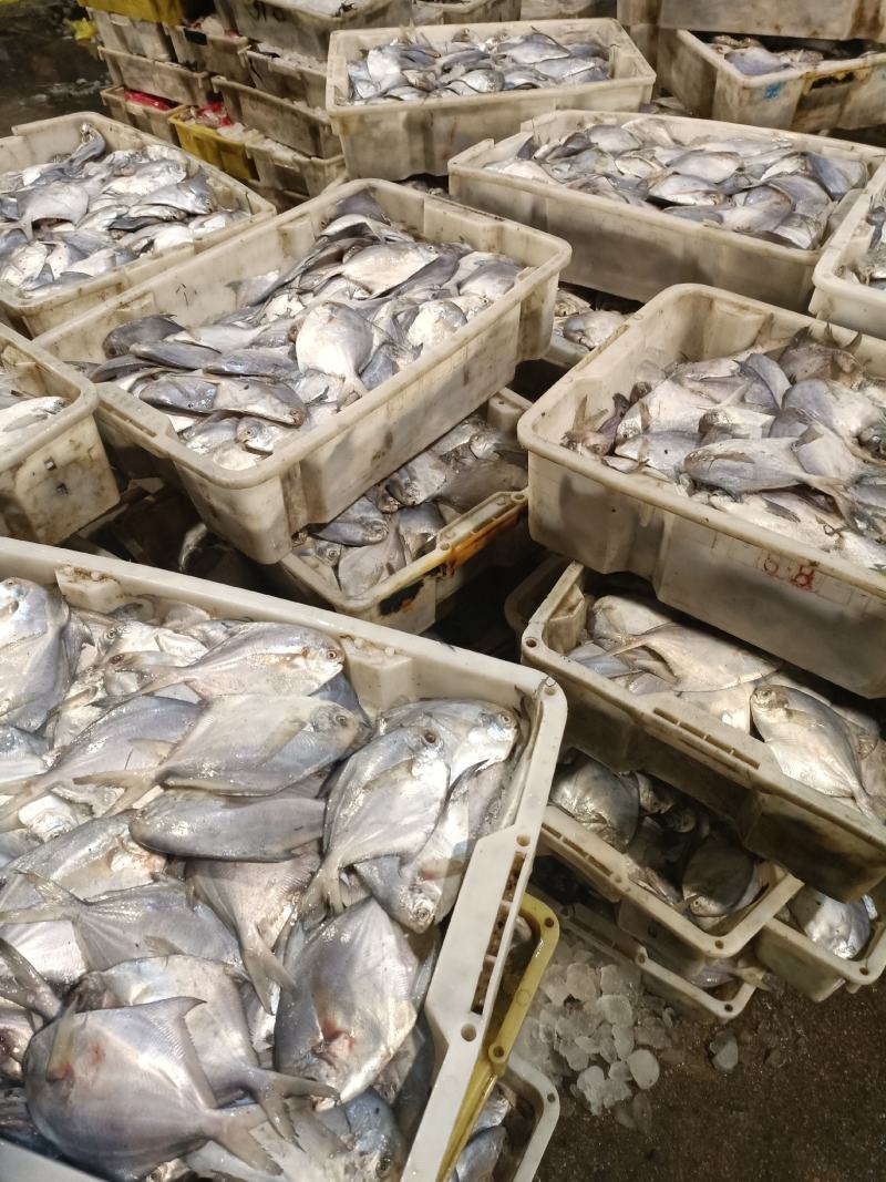 海鲳鱼银鲳鱼海鲜海产品批发零售都有价格公道