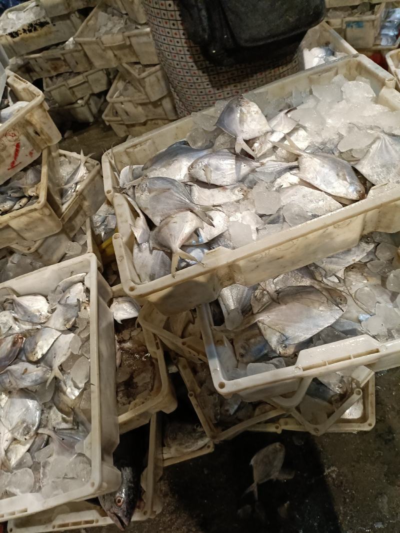 海鲳鱼银鲳鱼海鲜海产品批发零售都有价格公道