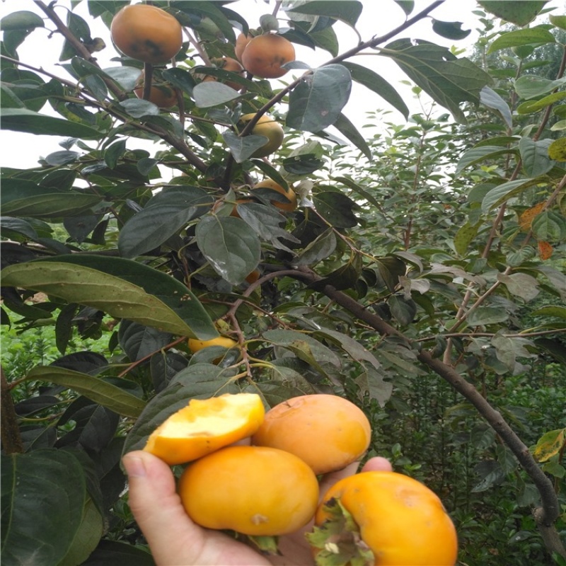 脆甜柿子苗，包品种包邮，可以摘下来就吃的柿子
