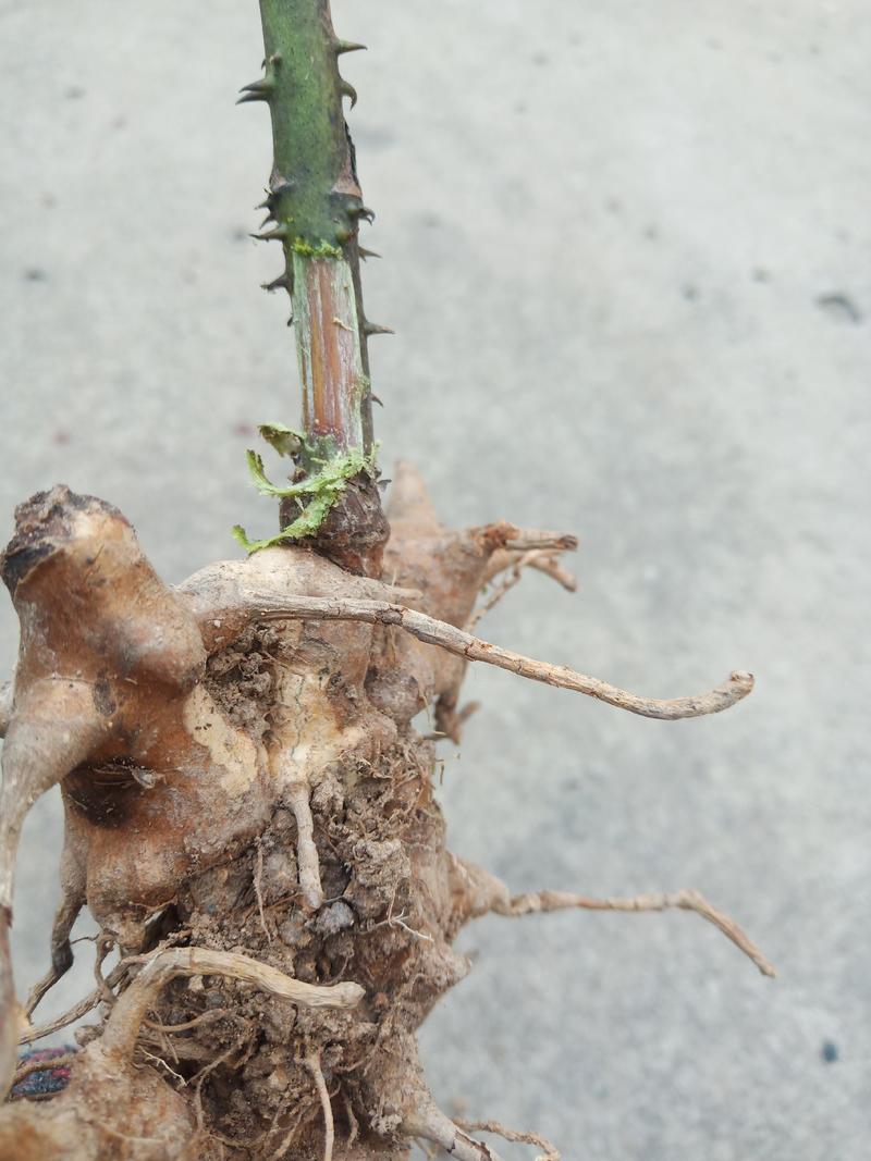 金刚藤根部，金刚刺，菝葜