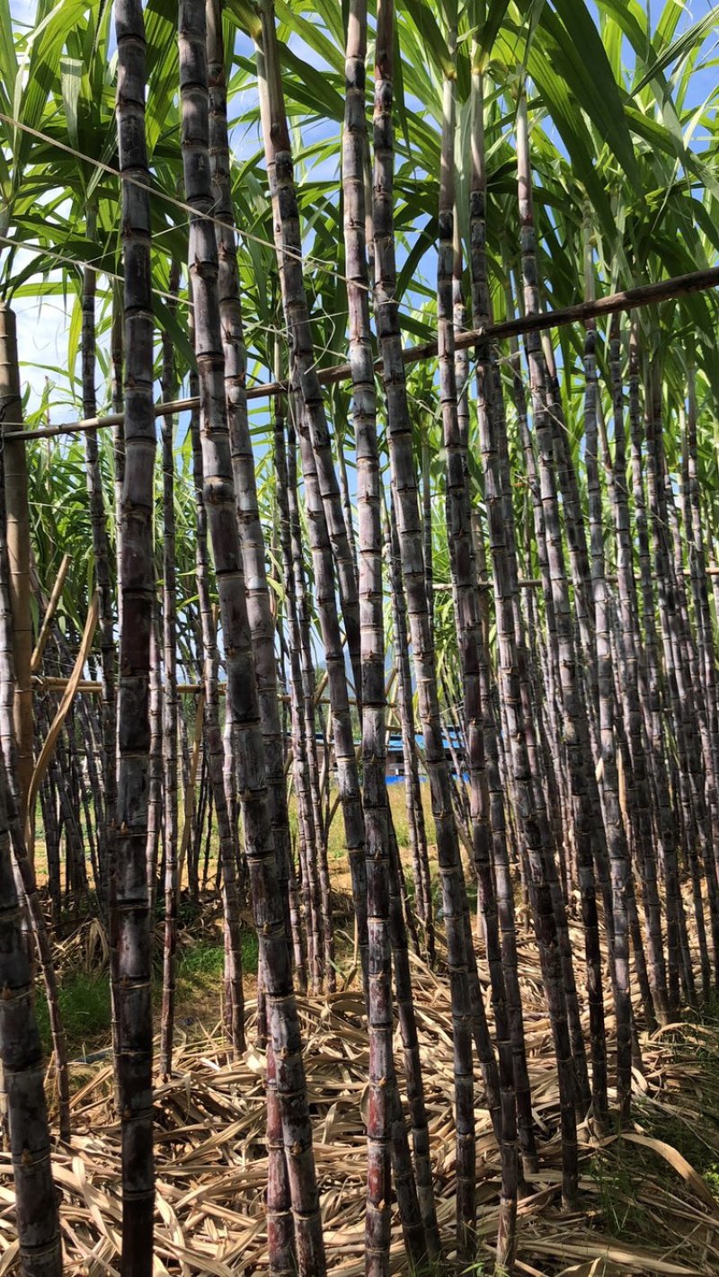 【精品】甘蔗广东翁源黑皮甘蔗产地一手货源直发量大价优