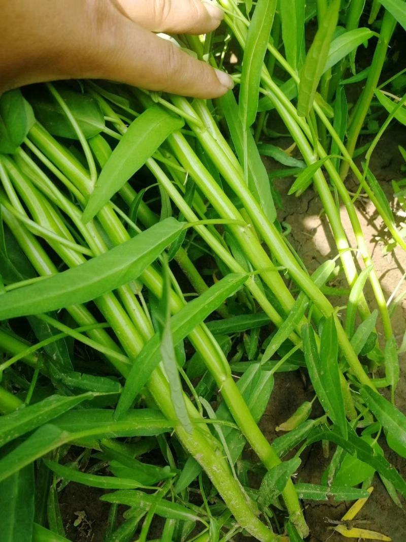 泰国空心菜种子.1斤叶色绿色梗淡绿色，口感脆嫩食味佳