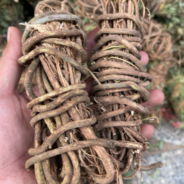 2021鸡骨草，野生鸡骨草，有现货，大量批发