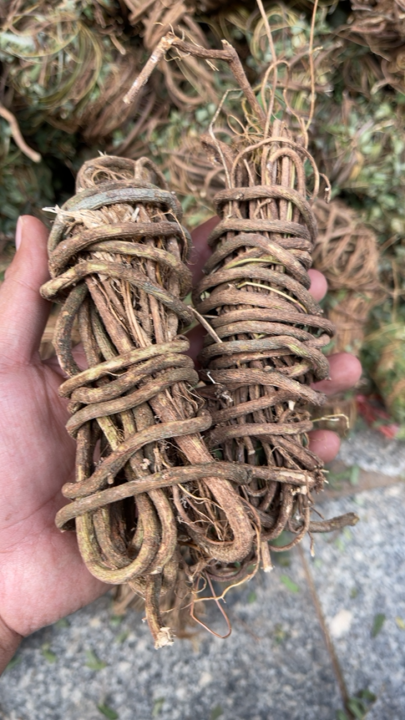 2021鸡骨草，野生鸡骨草，有现货，大量批发