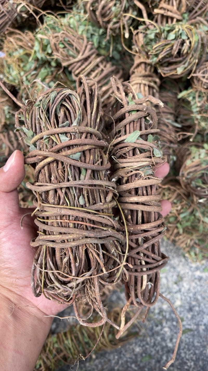 2021鸡骨草，野生鸡骨草，有现货，大量批发