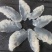 大量批发白花丝，短花，小花，白花皮