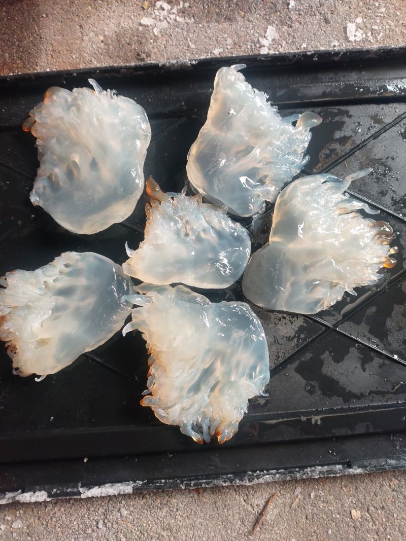 大量批发白花丝，短花，小花，白花皮