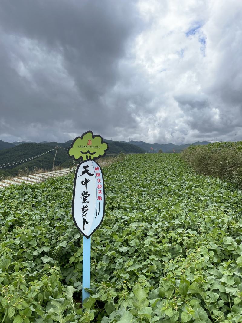 加工萝卜、寿司萝卜、关东煮萝卜原料，新鲜萝卜