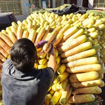 加工萝卜、寿司萝卜、关东煮萝卜原料，新鲜萝卜