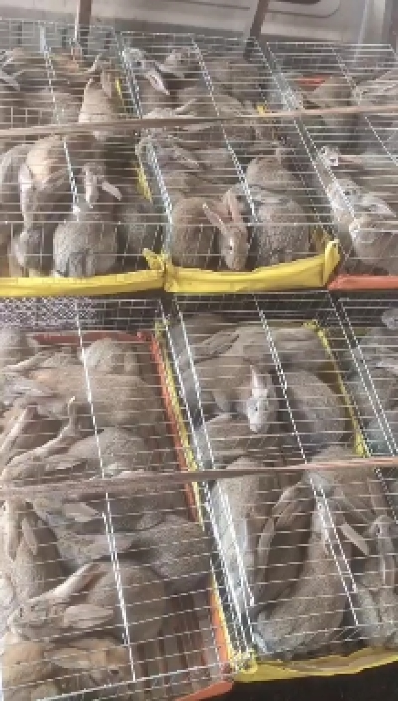 比利时兔肉兔种兔繁殖率高抗病能力强
