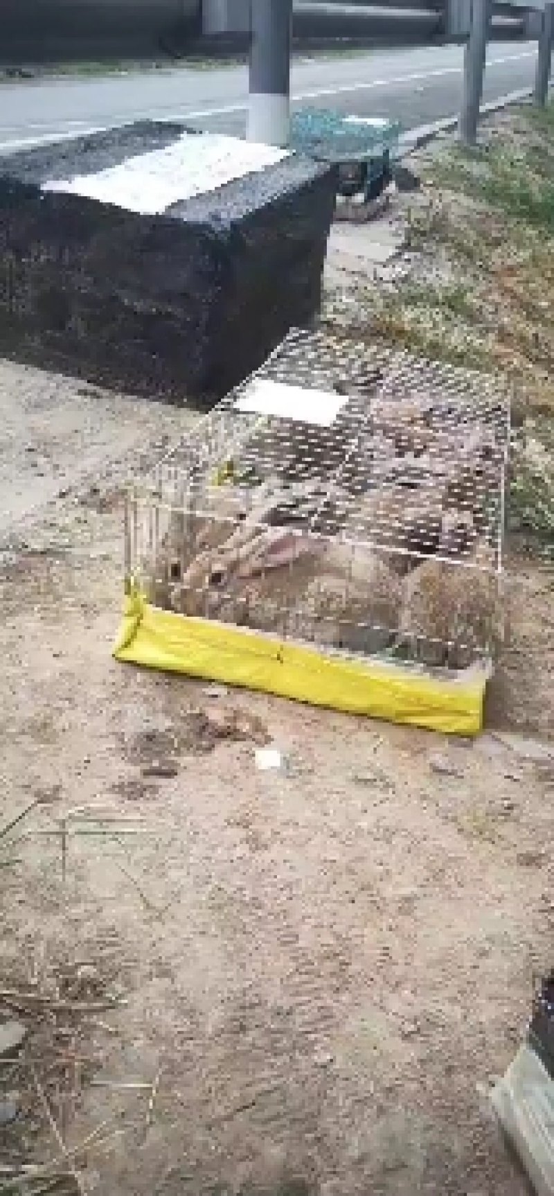 比利时兔肉兔种兔繁殖率高抗病能力强