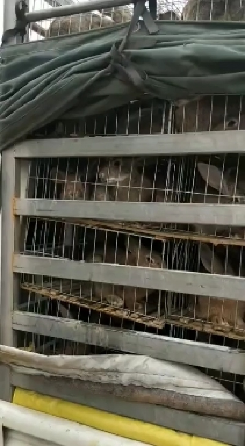 比利时兔肉兔种兔繁殖率高抗病能力强
