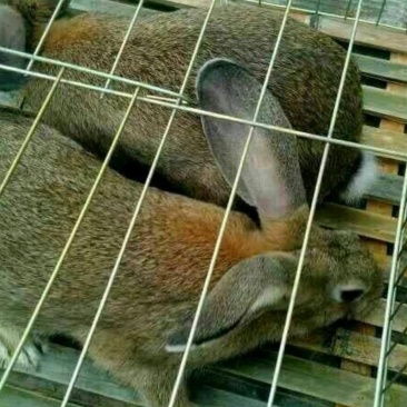 比利时兔肉兔种兔繁殖率高抗病能力强