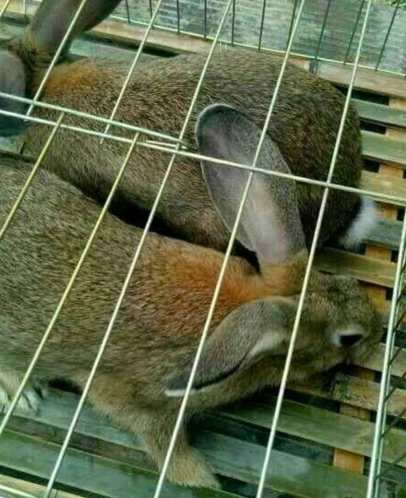 比利时兔肉兔种兔繁殖率高抗病能力强