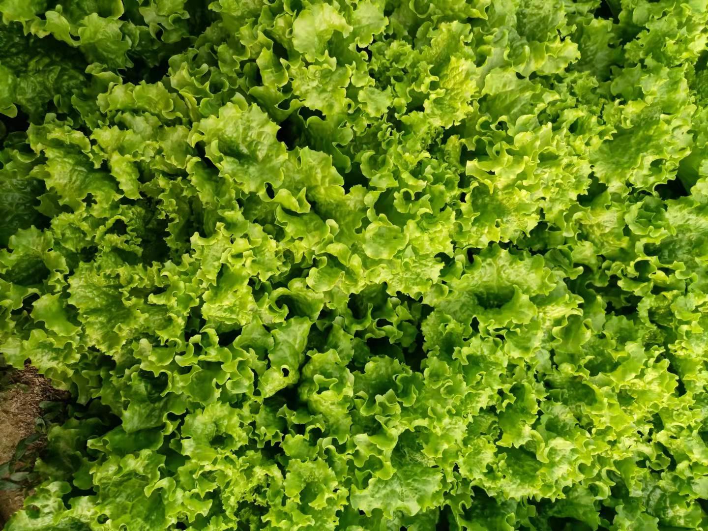生菜与芥菜营养成分对比图