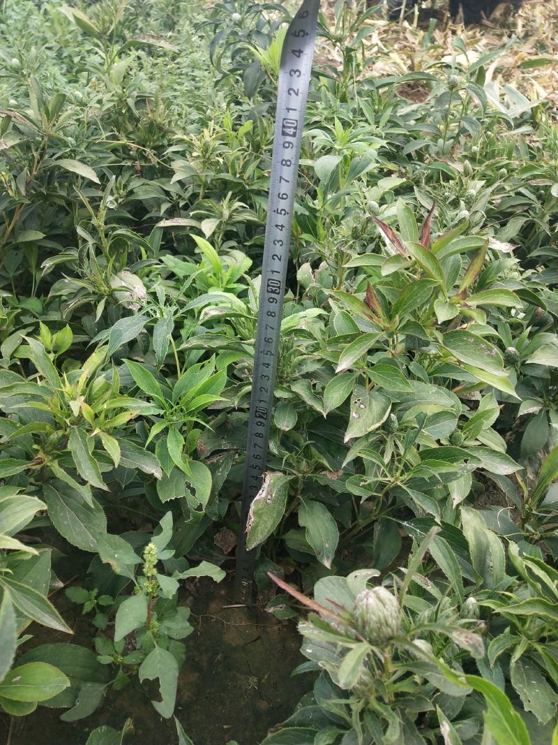 白术:纯改良白术芽子，自产自销！