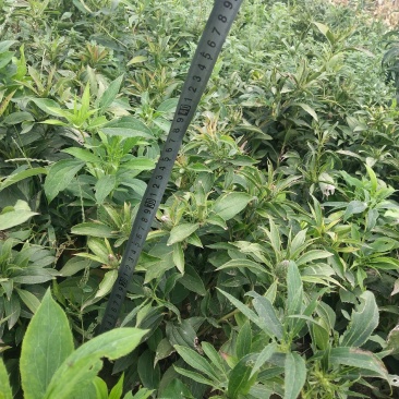 白术:纯改良白术芽子，自产自销！