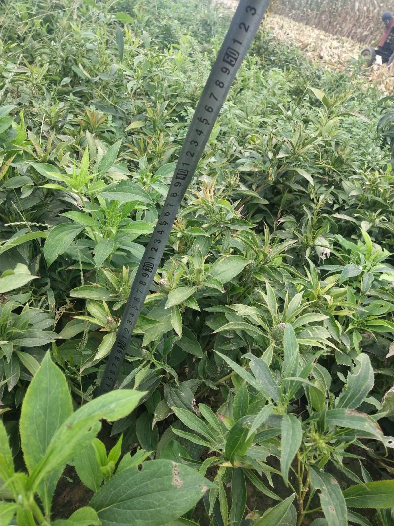 白术:纯改良白术芽子，自产自销！