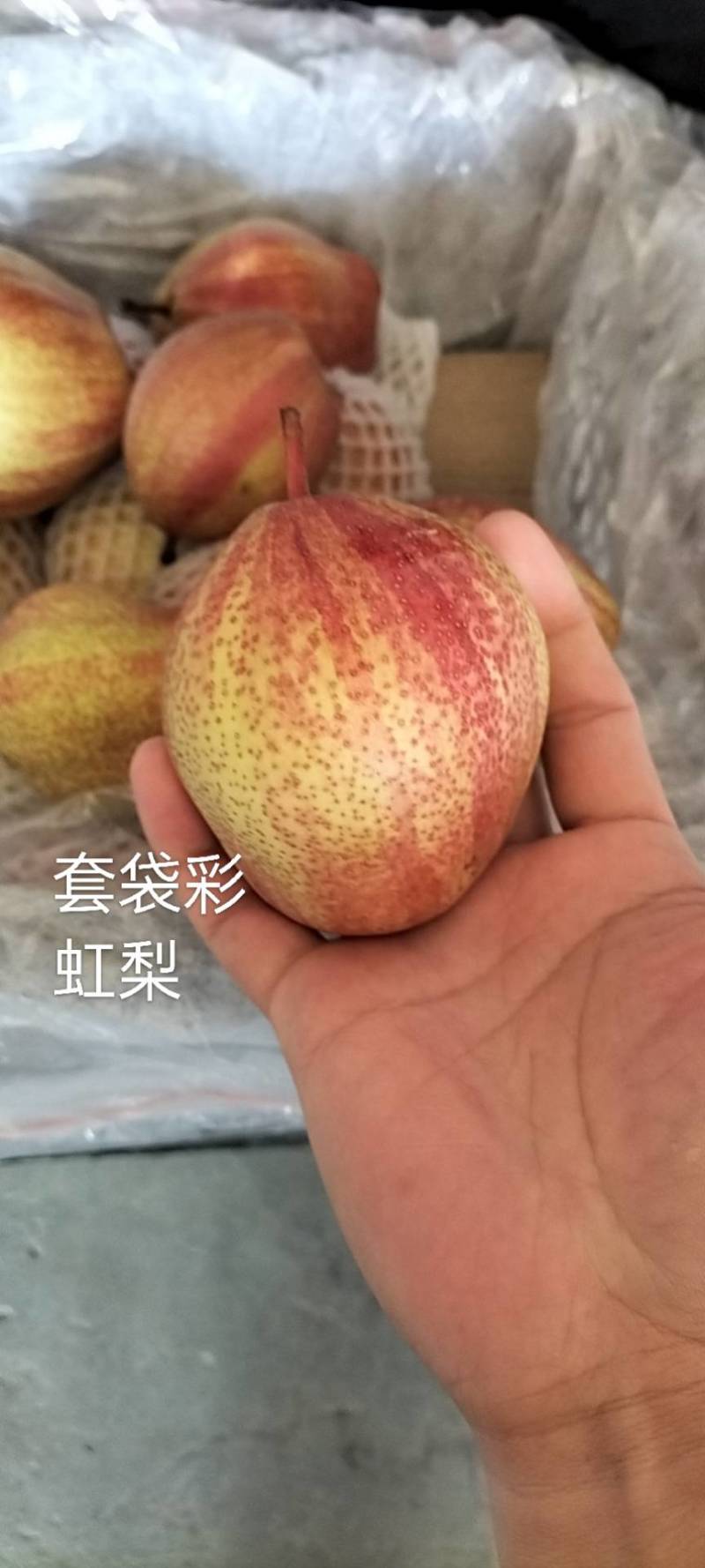 新疆彩虹梨红早酥梨纯甜无渣脆甜多汁可口雪山红梨，野山梨