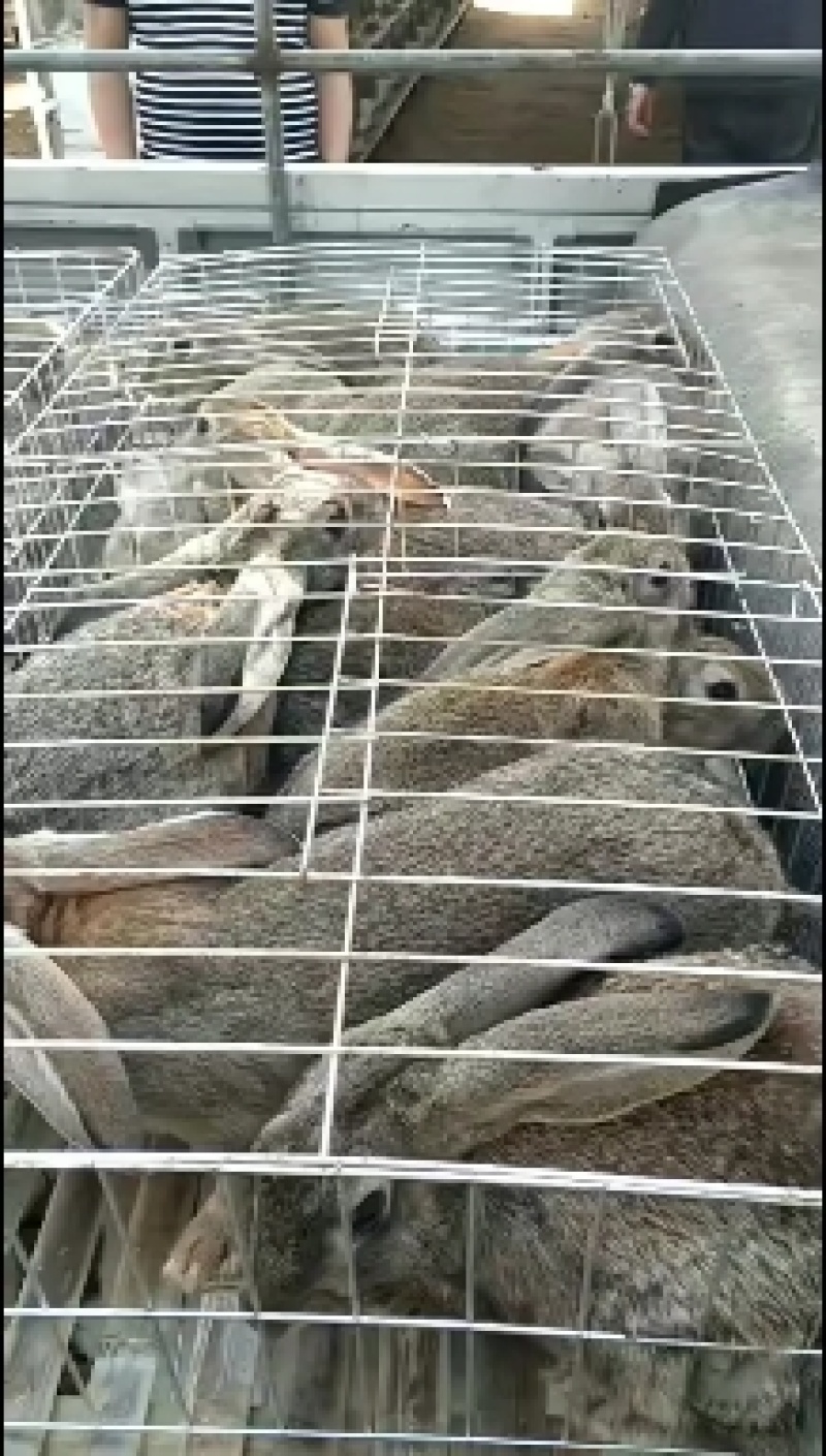 兔子比利时兔肉兔种兔繁殖率高抗病能力强