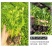 芹菜苗幼苗芹菜秧苗法国皇后香芹阳台盆栽蔬菜苗