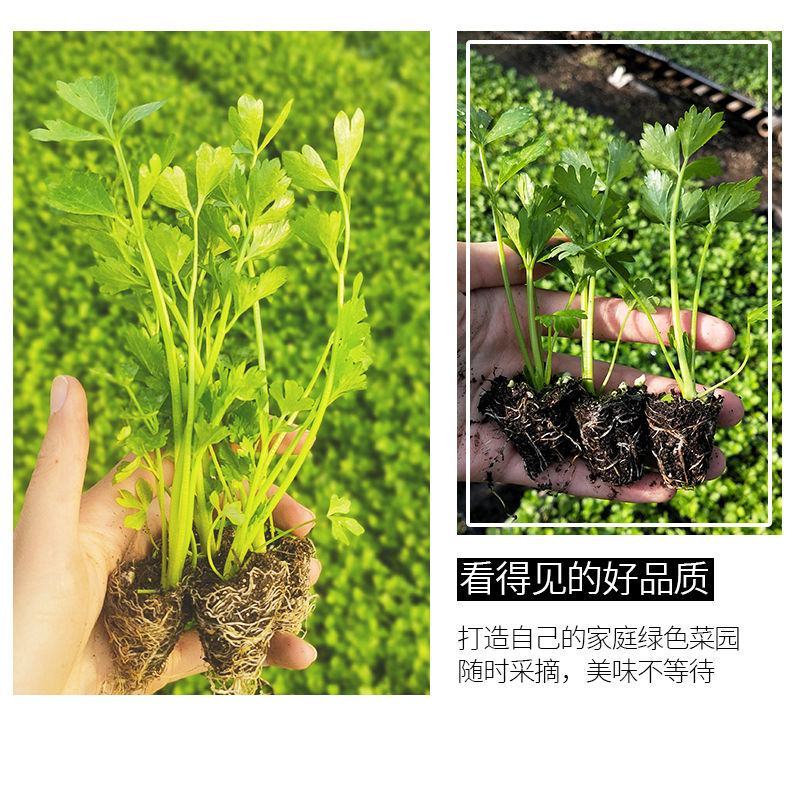 芹菜苗幼苗芹菜秧苗法国皇后香芹阳台盆栽蔬菜苗