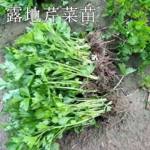 芹菜苗幼苗芹菜秧苗法国皇后香芹阳台盆栽蔬菜苗