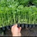 芹菜苗幼苗芹菜秧苗法国皇后香芹阳台盆栽蔬菜苗
