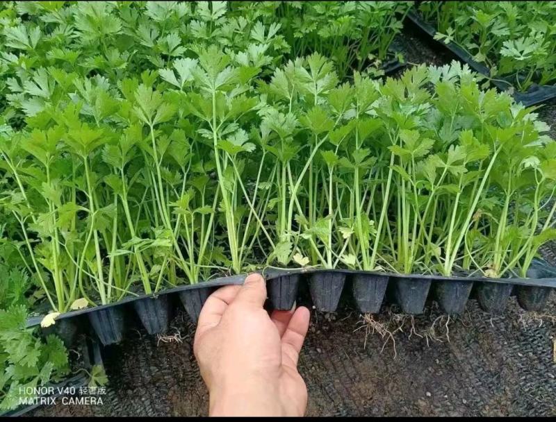 芹菜苗幼苗芹菜秧苗法国皇后香芹阳台盆栽蔬菜苗