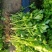 芹菜苗幼苗芹菜秧苗法国皇后香芹阳台盆栽蔬菜苗