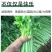 芹菜苗幼苗芹菜秧苗法国皇后香芹阳台盆栽蔬菜苗