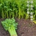 芹菜苗幼苗芹菜秧苗法国皇后香芹阳台盆栽蔬菜苗