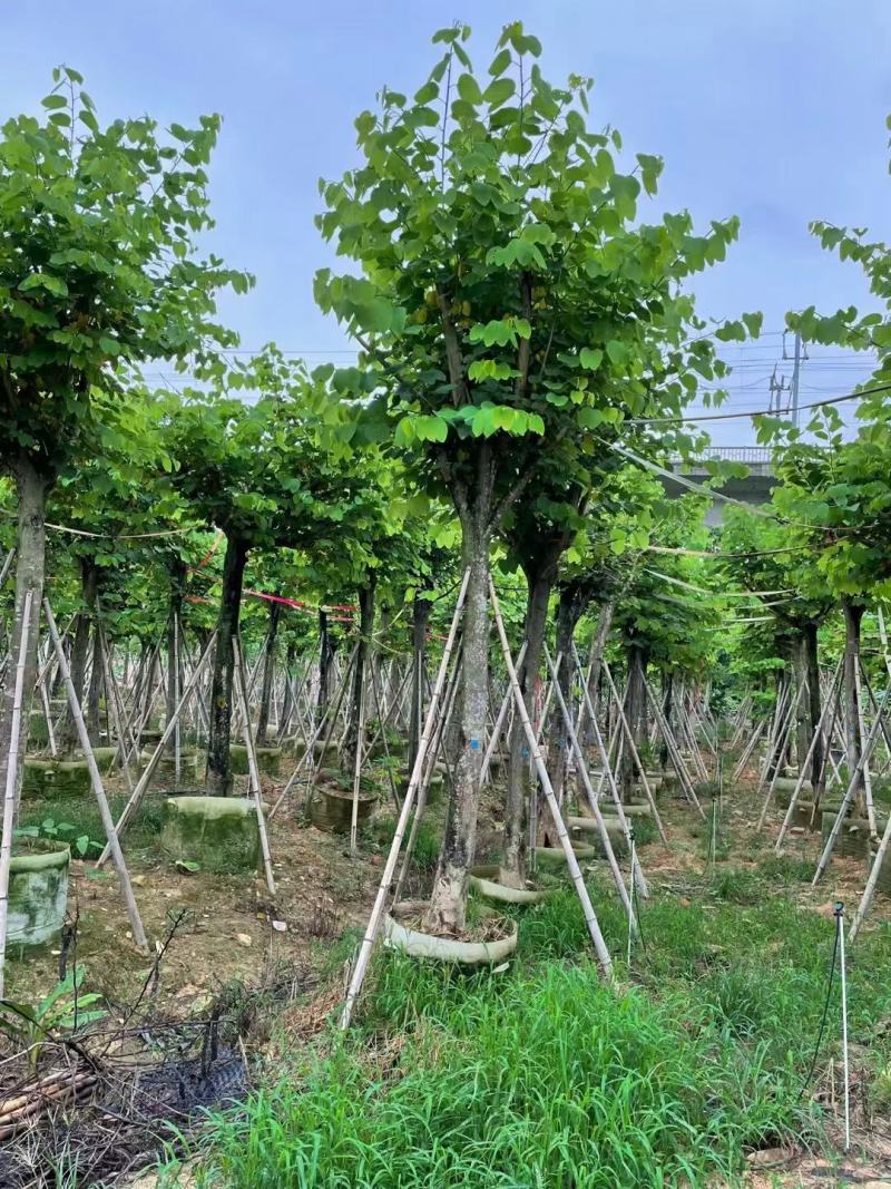 小叶榕福建漳州小叶榕绿化庭院设计基地直供大小规格袋苗