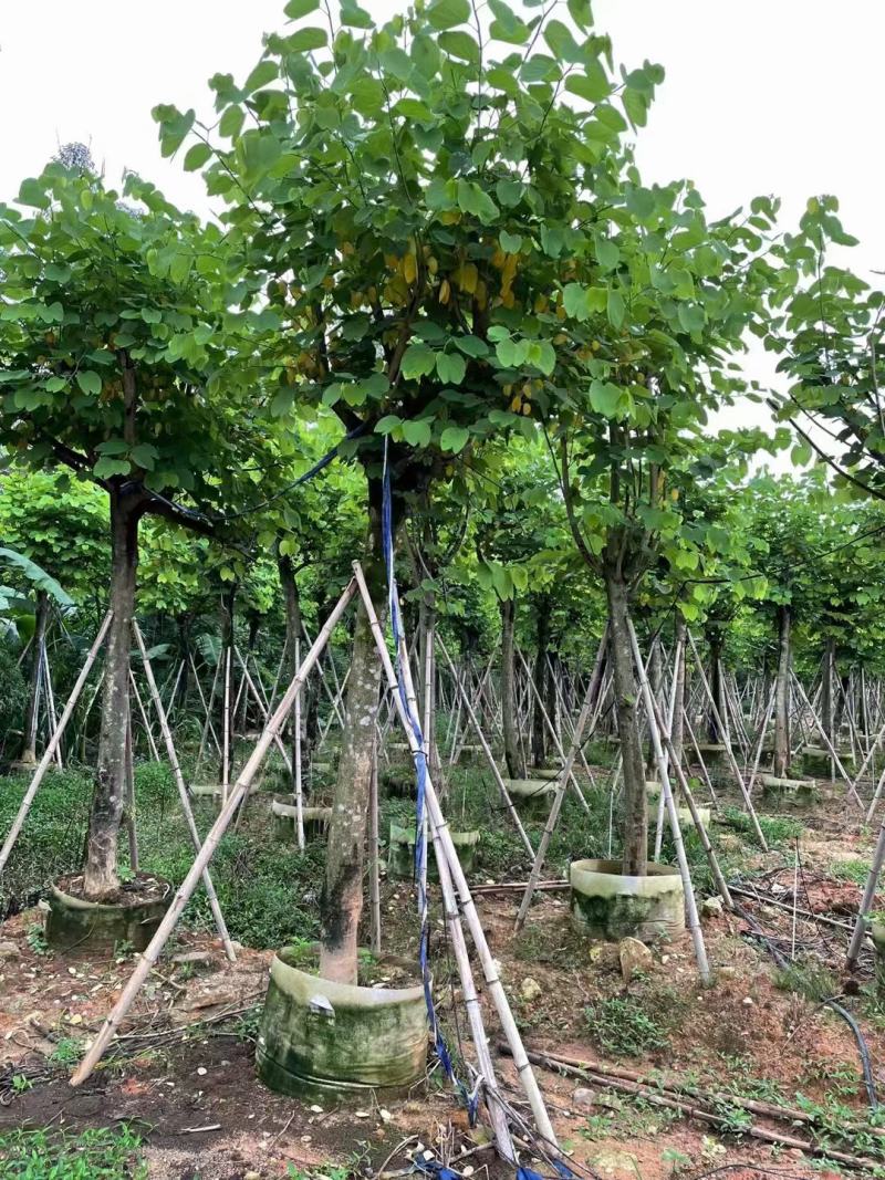 小叶榕福建漳州小叶榕绿化庭院设计基地直供大小规格袋苗