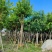 小叶榕福建漳州小叶榕绿化庭院设计基地直供大小规格袋苗