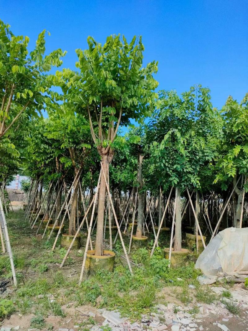小叶榕福建漳州小叶榕绿化庭院设计基地直供大小规格袋苗