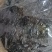 紫菜40克数圆饼紫菜可定制规格量大从优质量保证接50克