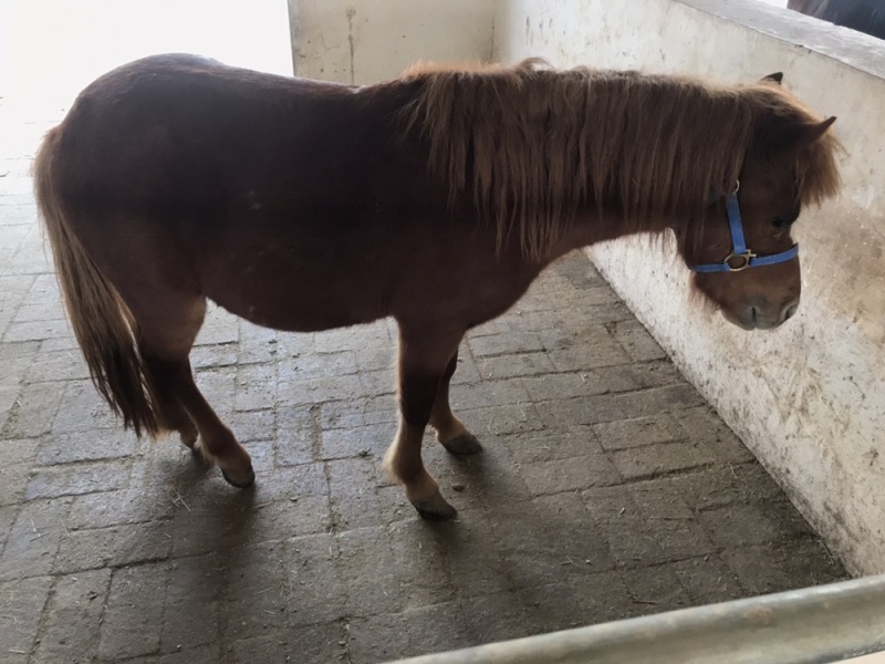 矮马设特兰矮马小型迷你骑乘马驹景区观赏马活体矮马进口德宝