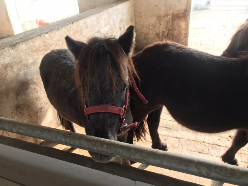 矮马设特兰矮马小型迷你骑乘马驹景区观赏马活体矮马进口德宝