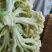 精品松花菜，大量有货代收，代发全国各地。