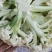 精品松花菜，大量有货代收，代发全国各地。