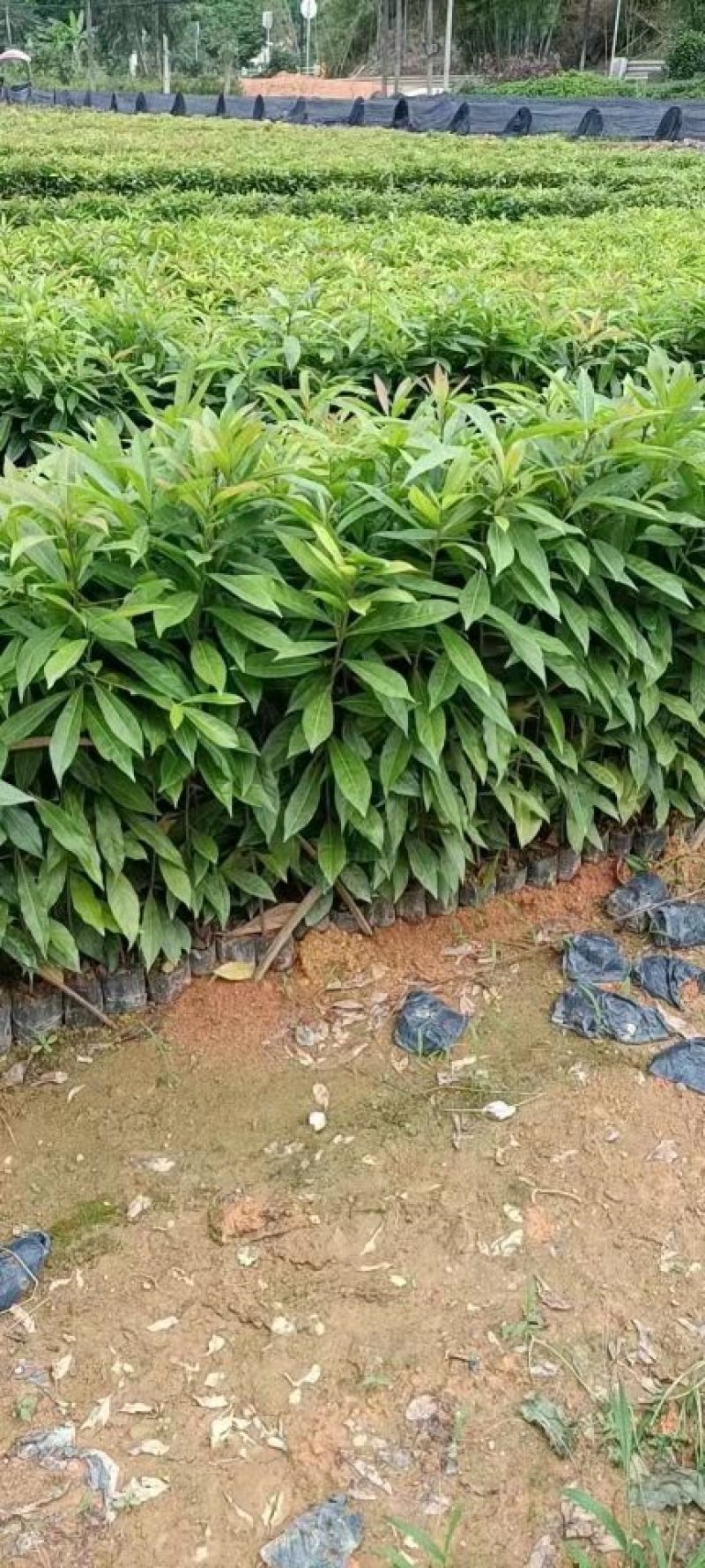 木荷，自家苗圃大量供应木荷，欢迎各位老板进店下单
