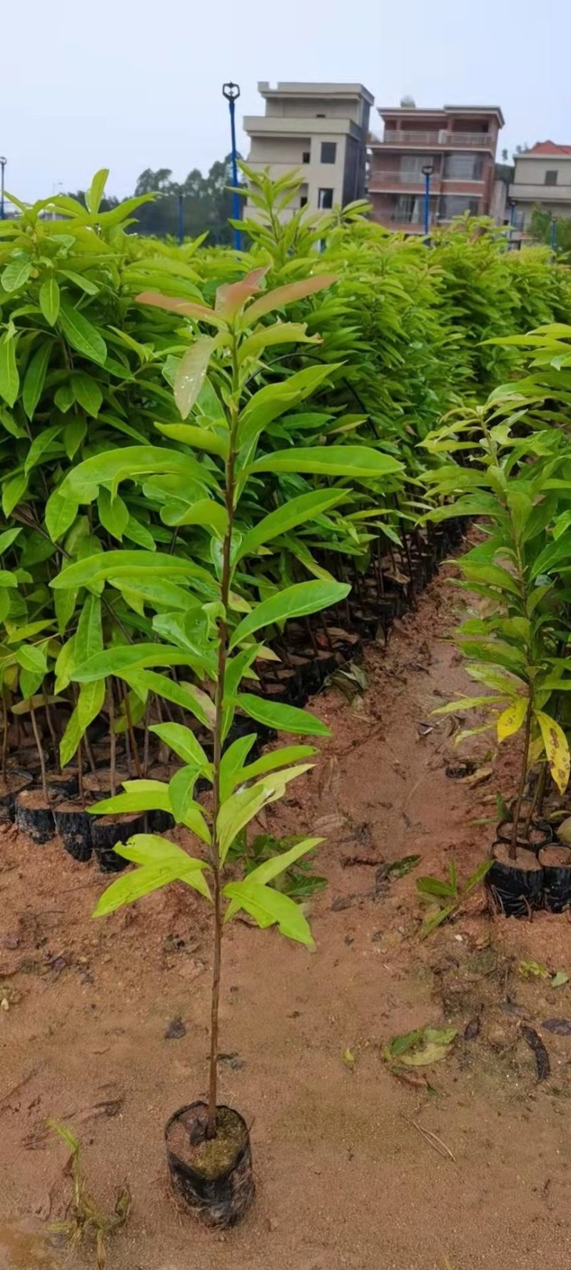 自家苗圃大量供应木荷杯苗木荷是造林防火专用木荷