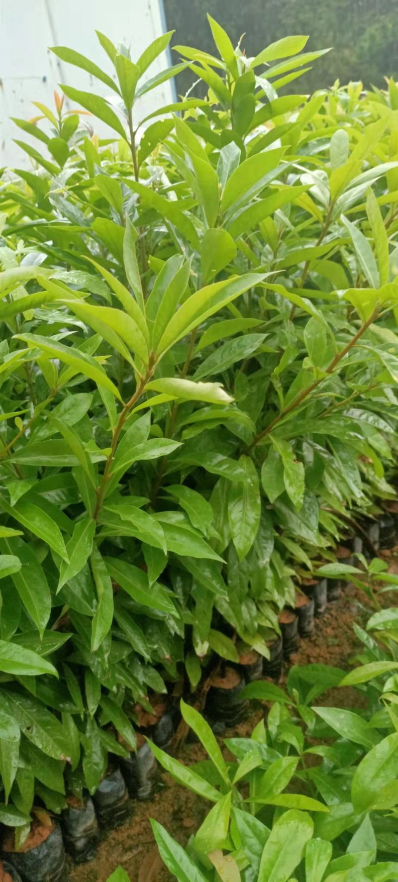 自家苗圃大量供应木荷杯苗木荷是造林防火专用木荷