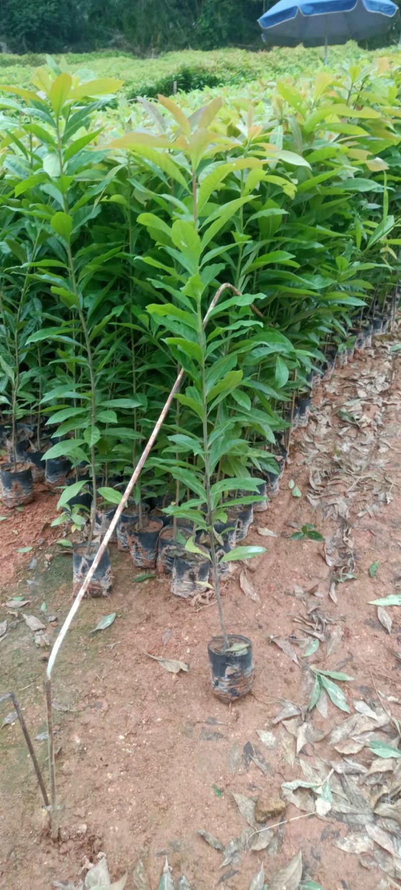 自家苗圃大量供应木荷杯苗木荷是造林防火专用木荷