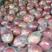 国红苹果，富士苹果大量现货供应产地直销保质保量价格便宜需