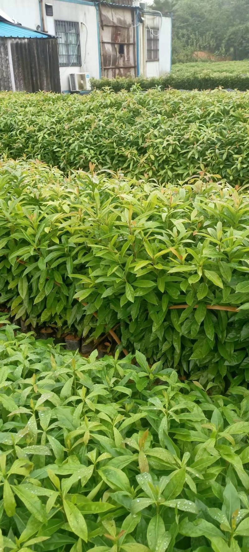 木荷苗，（木荷杯苗）木荷批发价格。长期提供技术支持
